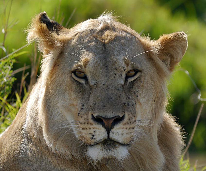 King Safari Kenya Lion