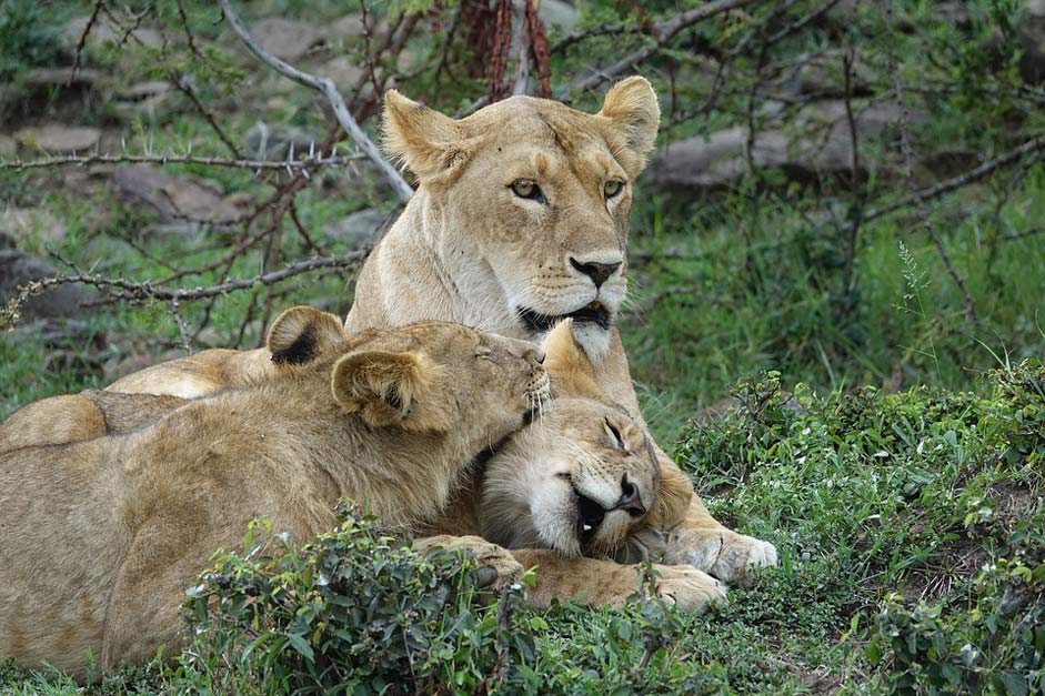 Kenya Safari Predator Lion