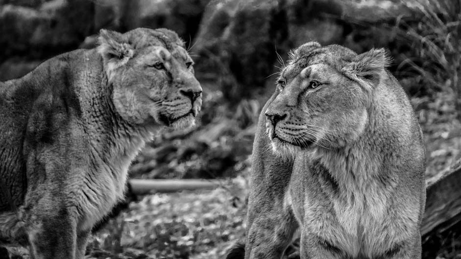Predator Wild Lion Lioness
