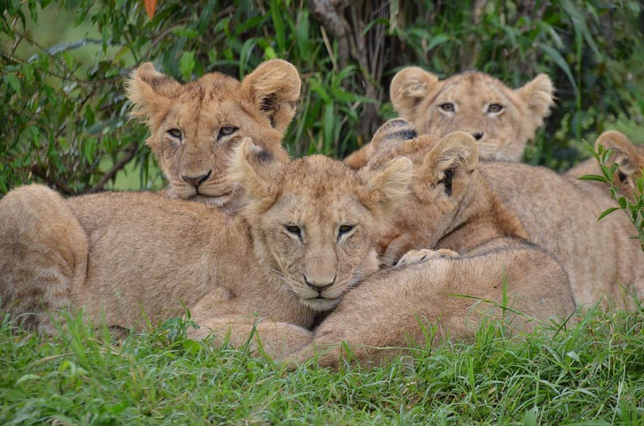 Kenya Wildlife Africa Nature