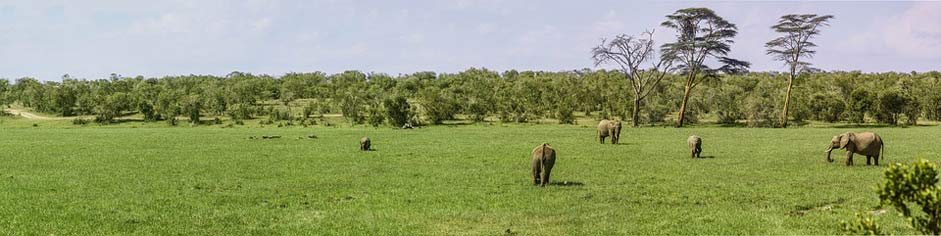Swamp Buffalo Elephant Panorama