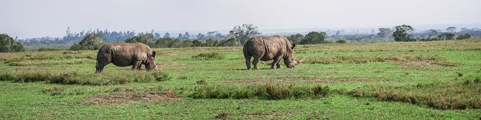Eat Pair Rhino Panorama