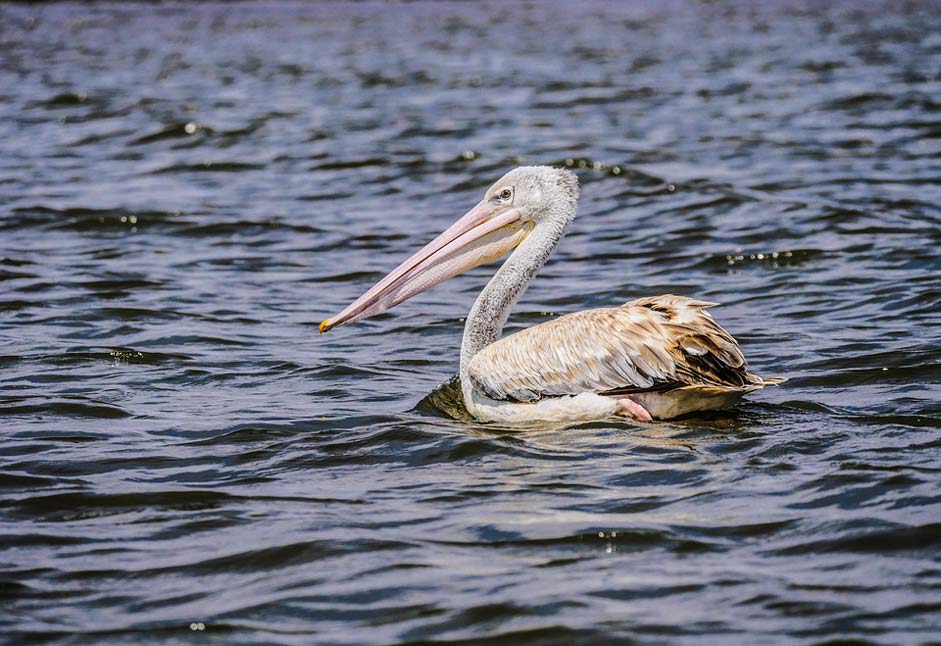 Lake-Naivasha Lake Pink-Backed-Pelican Pelikan