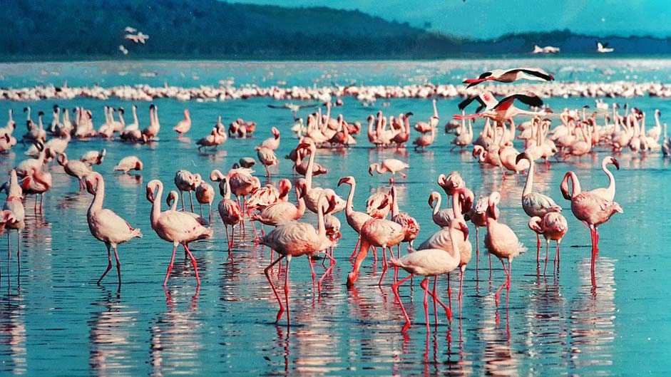 Africa Kenya Lake-Nakuru Pink-Flamingo