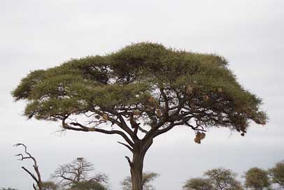 Acacia Kenya Africa Tree Picture
