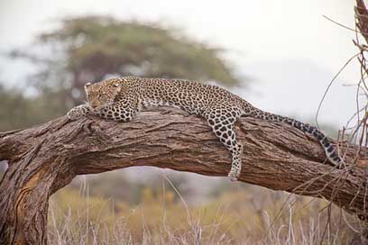 Leopard Kenya Africa Safari Picture