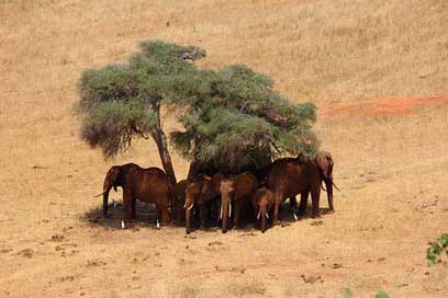 Safari Kenya Africa Elephant Picture