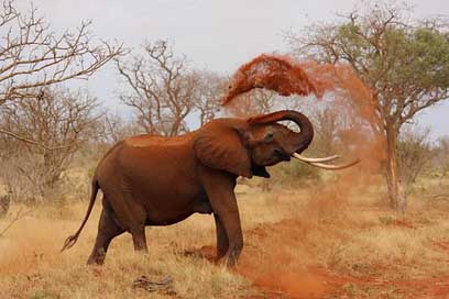 Elephant Kenya African-Elephant Africa Picture