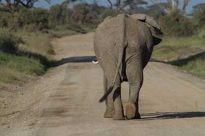 Africa Big-Five Amboseli African-Bush-Elephant Picture