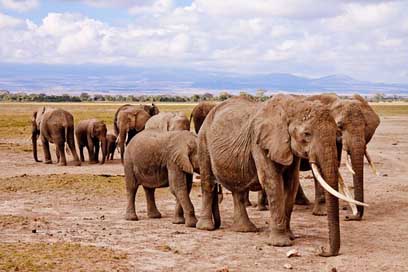Elephants Animal Amboseli Africa Picture