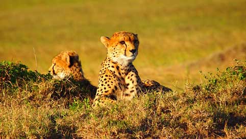 Cheetah Kenya Animal Africa Picture