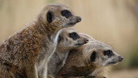 Meerkat Wildlife Animal Wild Picture