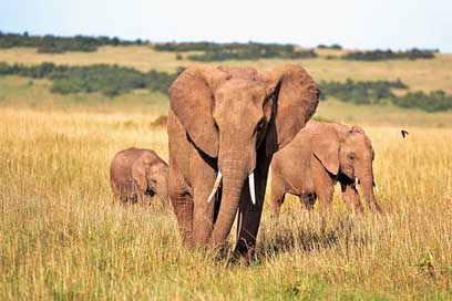 Animals Tusks Kenya Elephants Picture