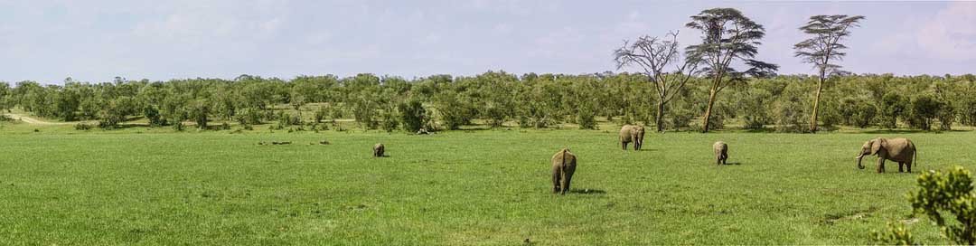 Panorama Swamp Buffalo Elephant Picture