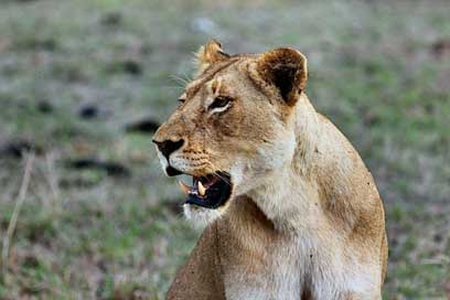 Lioness Wildcat Cat Africa Picture