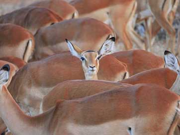 Impala Stand-Out Center Flock Picture
