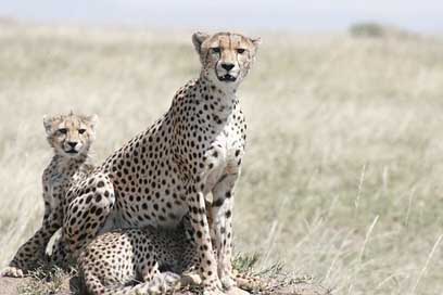 Cheetah Wildlife Cheetah-Cub Cheetah-Mother Picture