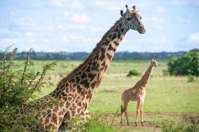 Giraffes Nature Close-Up Wildlife Picture