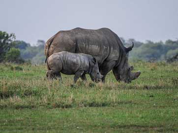 Rhino Savannah Eat Young-Animal Picture