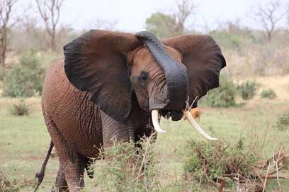 Elephant Tsavo Kenya African-Elephant Picture