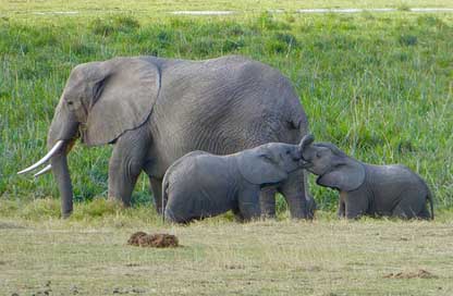 Kenya  Amboseli Elephant Picture
