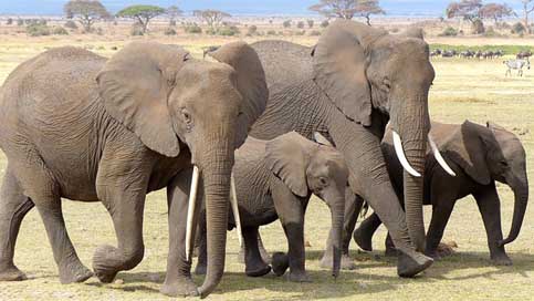 Elephant  Amboseli-Np Kenya Picture