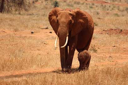 Elephant Tsavo Kenya Cub Picture