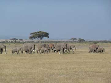 Elephant Wildlife Wild Kenya Picture