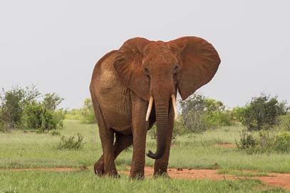 Wildlife Animal Elephant Mammal Picture