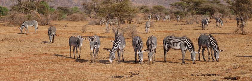 Zebra Freedom Flock Grevy Picture