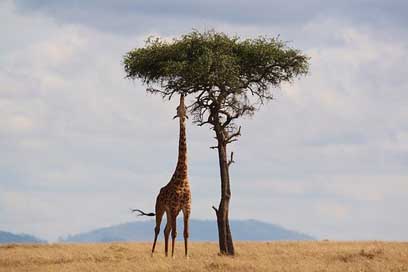 Giraffe Wildlife Africa Kenya Picture