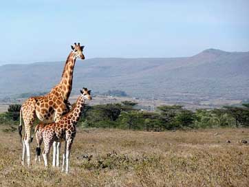 Giraffe Africa Kigio Kenya Picture