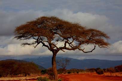 Safari Kenya Holiday Landscape Picture