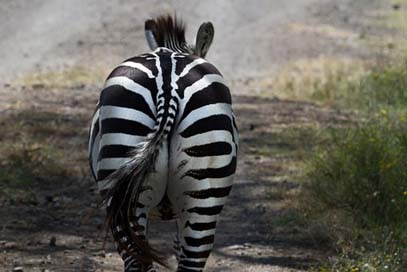 Zebra Africa Lake-Nakuru National-Park Picture