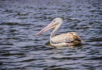 Pelikan Lake-Naivasha Lake Pink-Backed-Pelican Picture