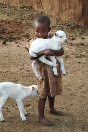 Child Kenya Lamb Africa Picture