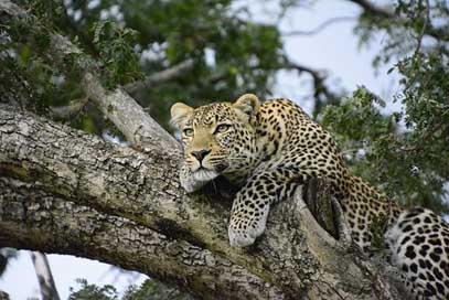 Kenya Africa Tree Leopard Picture