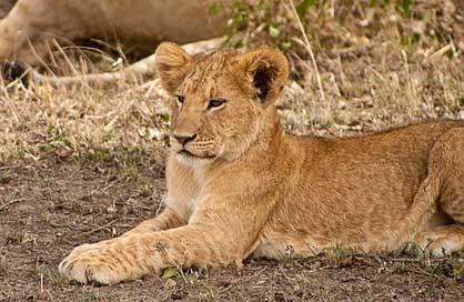 Cub Animal Lion Africa Picture