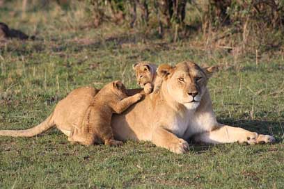 Lion Young Lion-Cub Cubs Picture