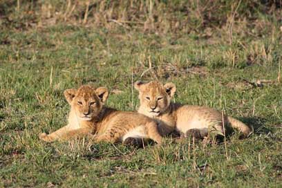 Lion-Cubs Masai-Mara Kenya Africa Picture