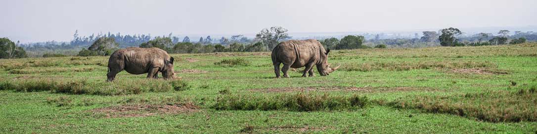 Panorama Eat Pair Rhino Picture