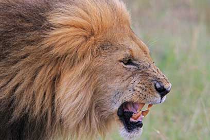 Africa Kenya Safari Lion Picture
