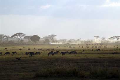 Safari National-Park Africa Kenya Picture