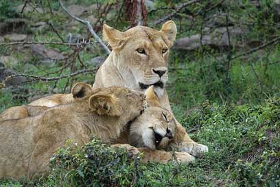Lion Kenya Safari Predator Picture