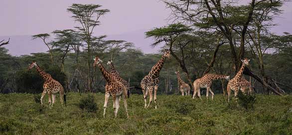 Giraffes Together Savannah Flock Picture