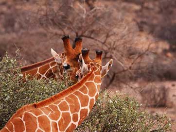 Giraffes Eat Together Pair Picture
