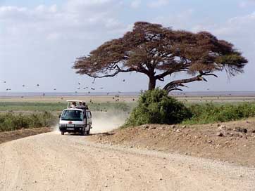 Safari Runway Tree Africa Picture