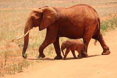 Elephant Kenya Tsavo Cub Picture