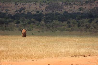 Tsavo Safari Elephant Kenya Picture