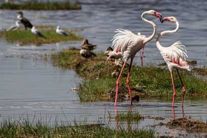 Flamingos Animal-World Water-Bird Birds Picture
